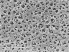 Cellulose Acetate Membrane Filters Discs/ Type 12342, pore size 5 µm, 25 pieces per pack