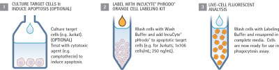 pHrodo® Cell Labeling Kit for Incucyte® Phagocytosis Assays