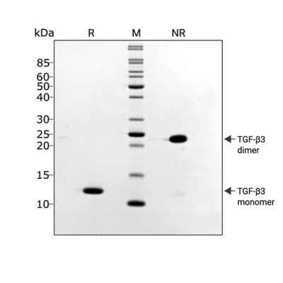 RUO Recombinant Human TGF-β3 PLUS Protein