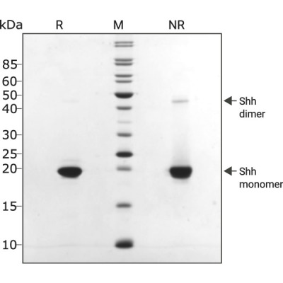 RUO Recombinant Human SHH Protein