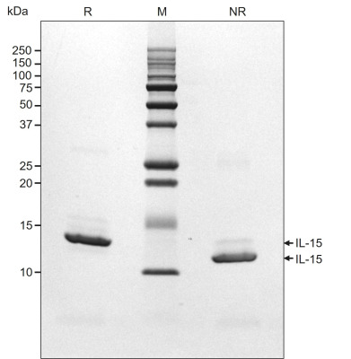 RUO Recombinant Human IL-15 Protein