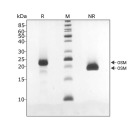 RUO Recombinant Human OSM Protein