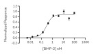 RUO Recombinant Human BMP-2 Protein