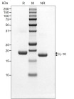 RUO Recombinant Human IL-10 Protein