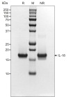 RUO Recombinant Human IL-18 Protein