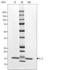 RUO Recombinant Human IL-3 Protein