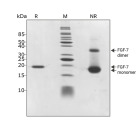 RUO Recombinant Human KGF (FGF-7) Protein