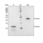 RUO Recombinant Human BMP-4 Protein