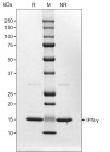 RUO Recombinant Human IFN gamma Protein